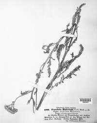 Puccinia millefolii image